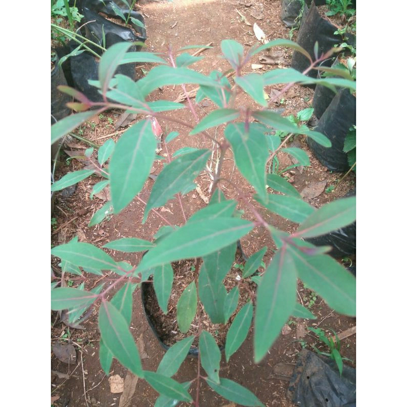 Bibit pohon Eucalyptus rainbow/pohon pelangi/Eucalyptus Deglupta