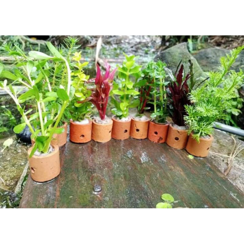 tanaman pot aquascape//tanaman akuarium/10 jenis tanaman