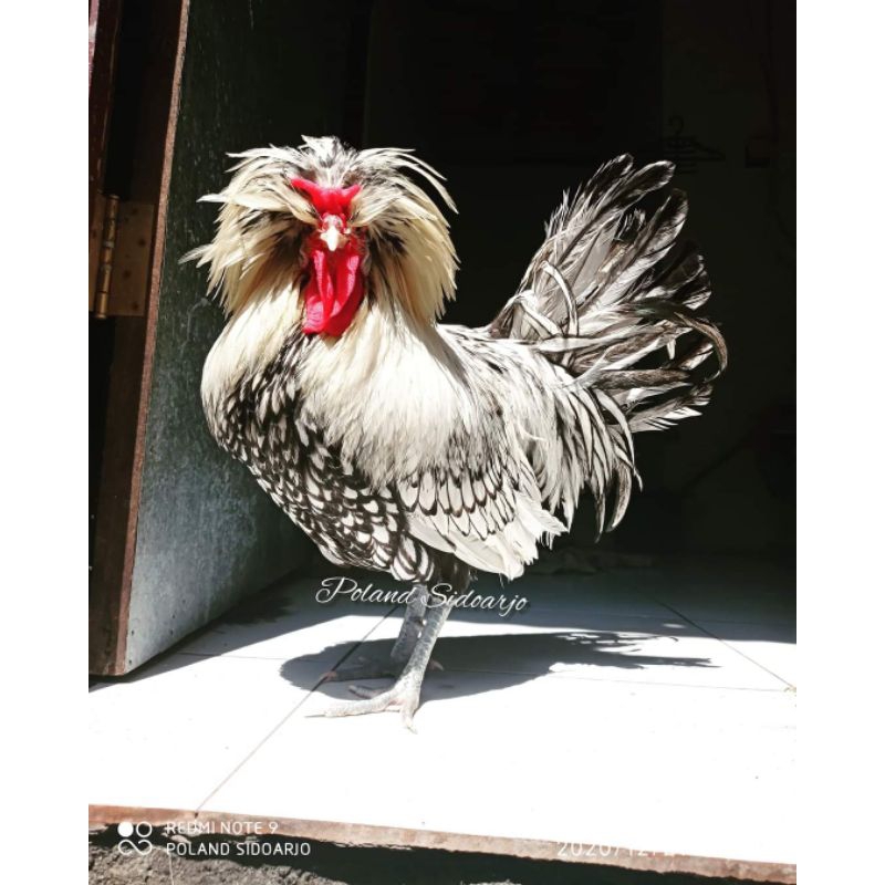 Poster Anakan Ayam Poland Silverlaced