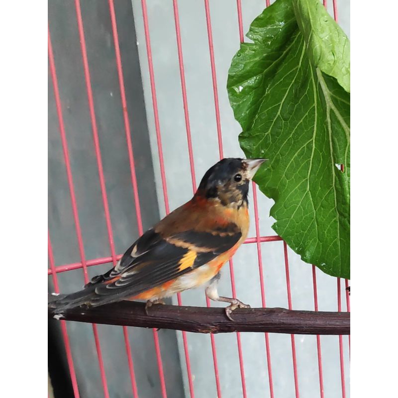 Red Siskin klasik remaja jantan