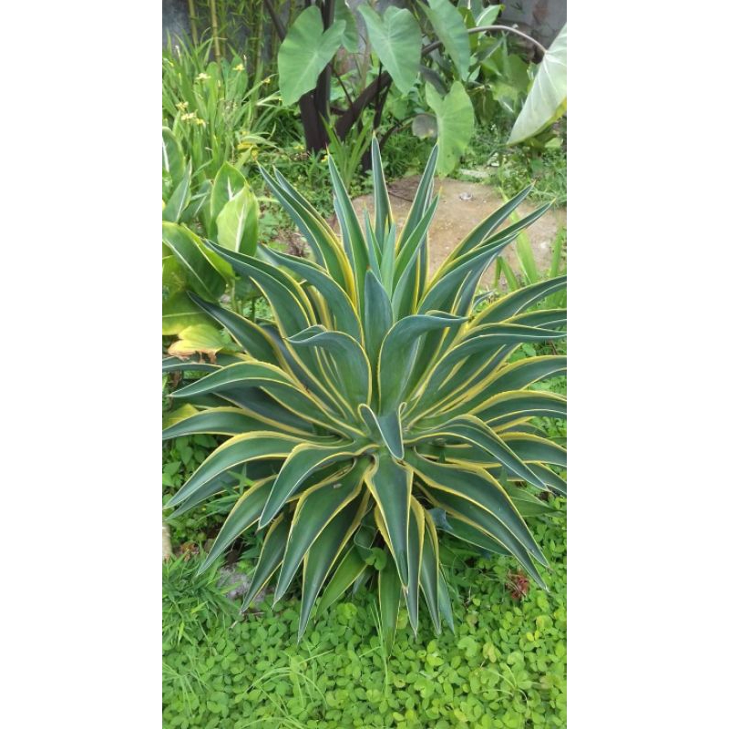 Tanaman Agave King - Agave kuning