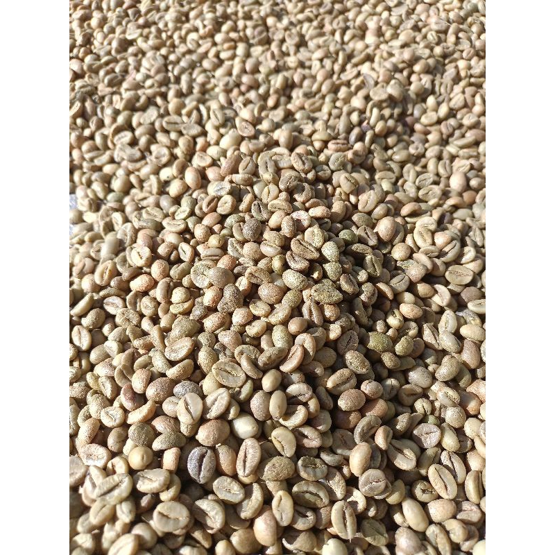 

grean bean robusta sintaro