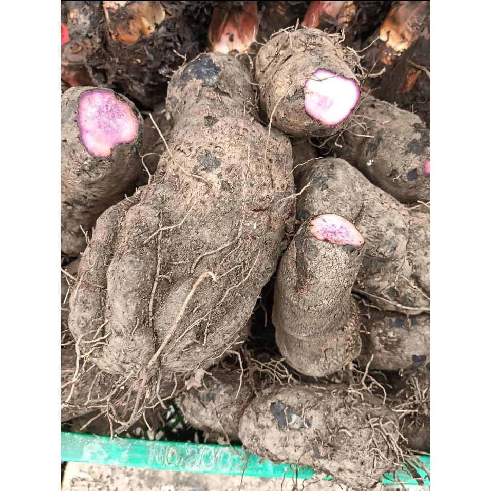 

Thaisu / Thai Su/ Ubi Keribang / Ubi Ungu Kalimantan 1kg