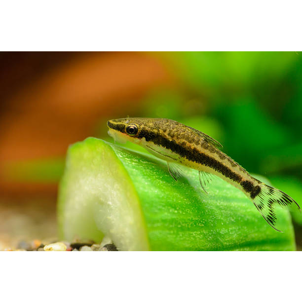 Ikan Ottocinclus Affinis Pembersih Algae