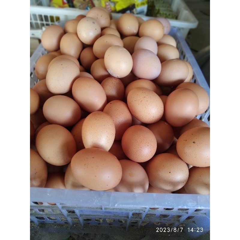 

Telur Ayam ras berat 500gr asal bati2 plaihari