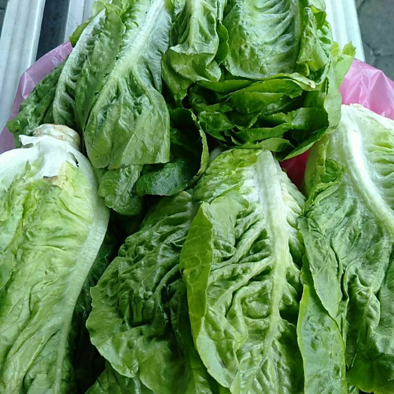 

Sayur Romine / Romaine / Romana Lettuce segar