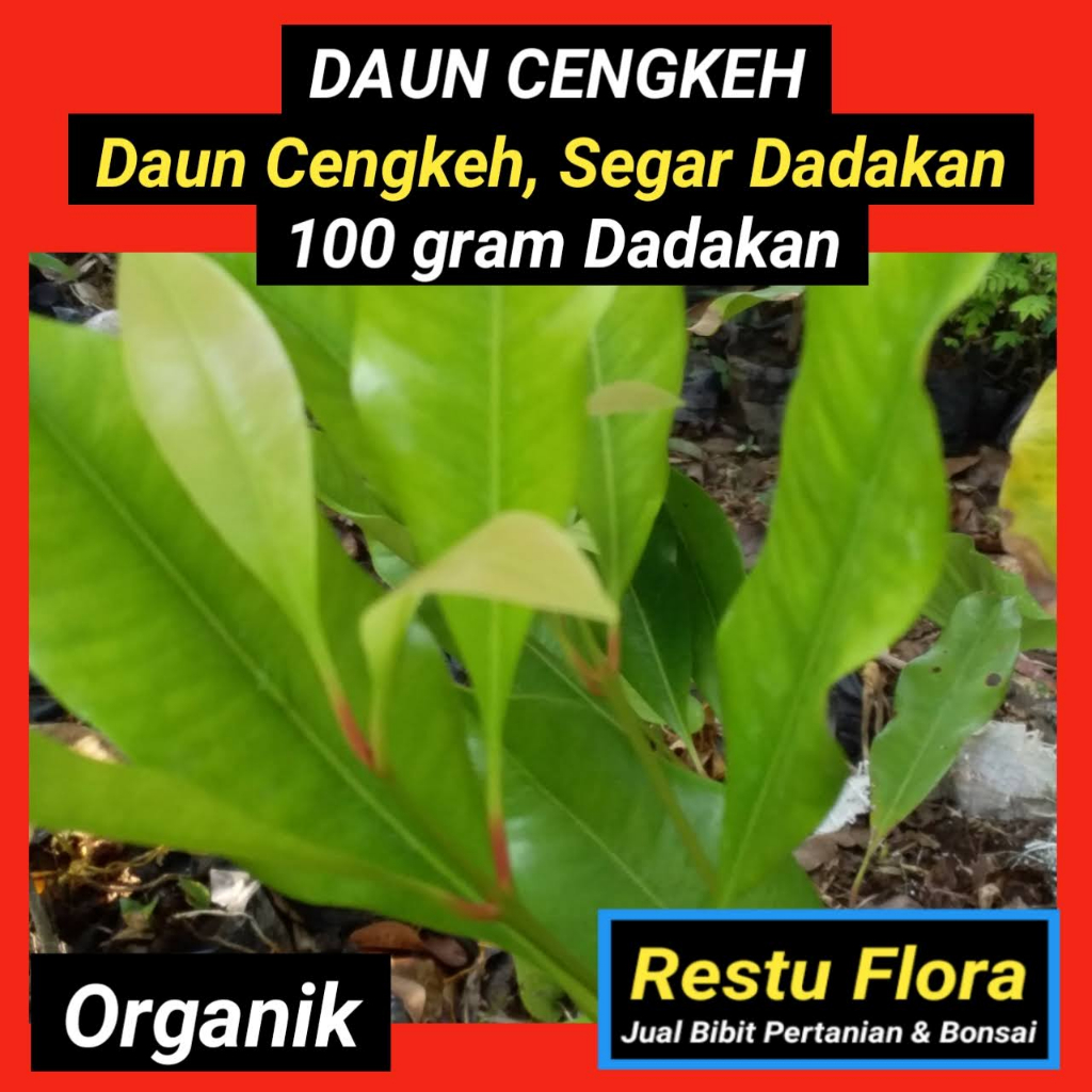 

Daun Cengkeh Segar Organik 100gram