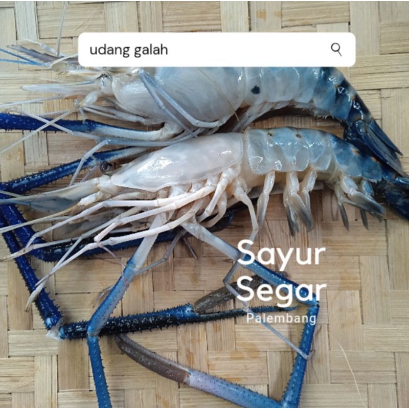 

Udang Galah / Sungai 250 gr Sayur Segar Palembang