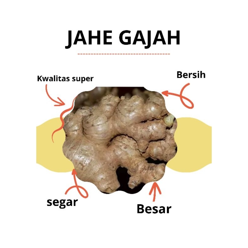 

JAHE GAJAH/JAHE GAJAH BERSIH/JAHE GAJAH FRESH/JAHE GAJAH SEGAR/JAHE GAJAH 1 KG