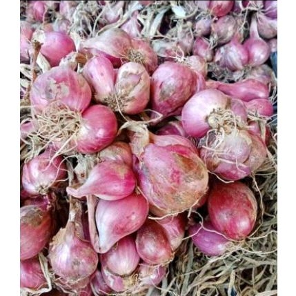 

Bawang merah lokal