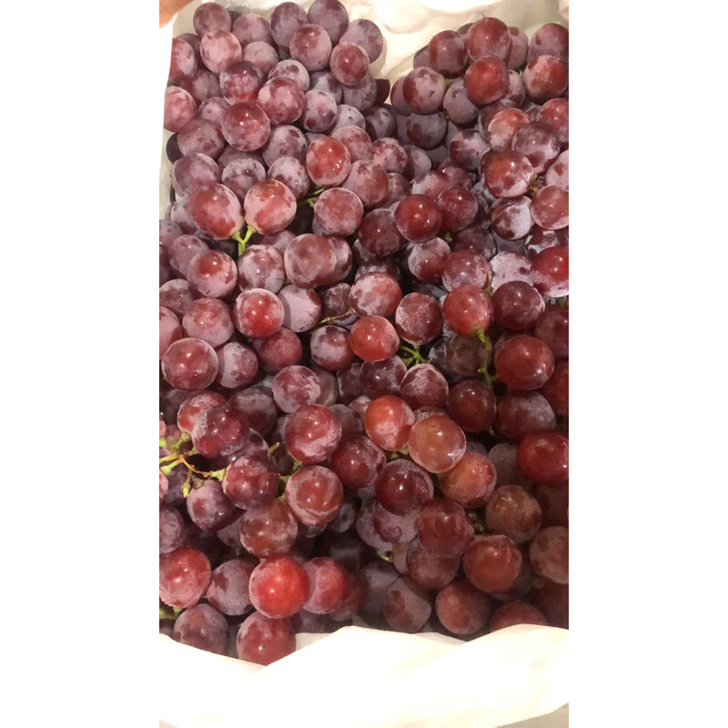 

anggur red globe super