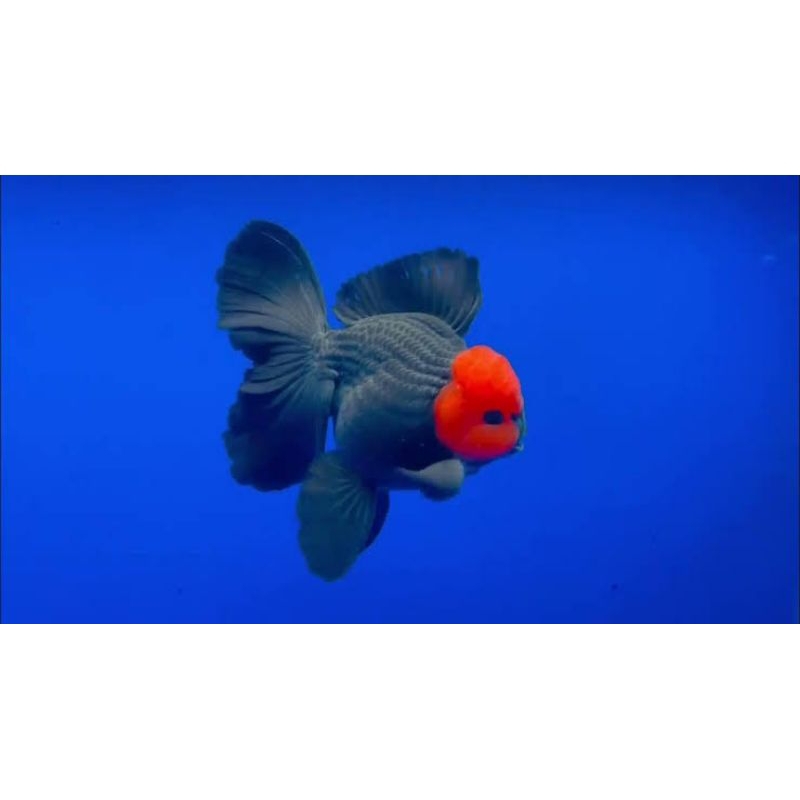 Boneka tancho black red oranda 6-7 cm