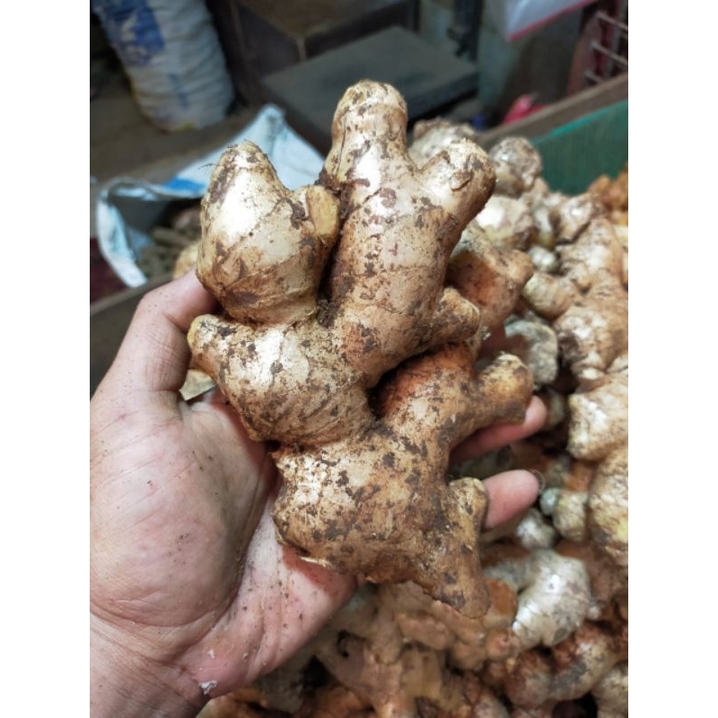 

jahe gajah besar berkualitas 1 kg