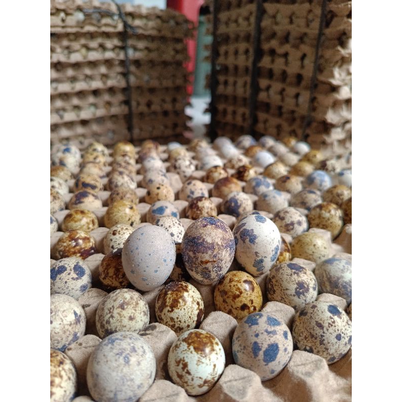 

1 PAPAN TELUR PUYUH FRESH KUALITAS PREMIUM
