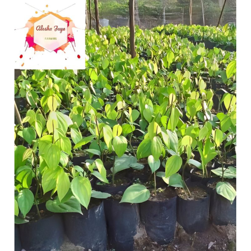 Bibit Lada Rambat Super Unggul