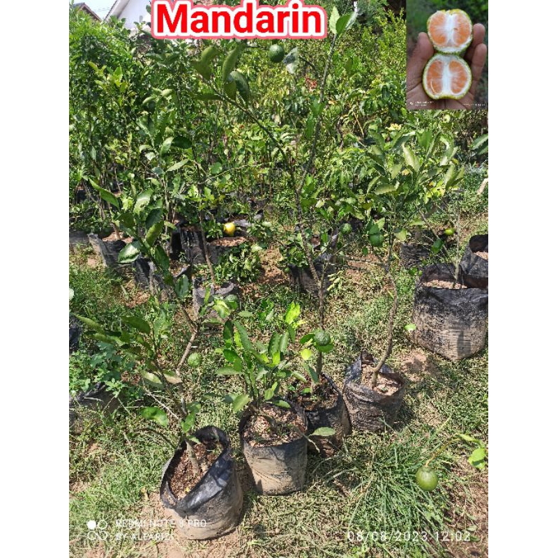 bibit jeruk Mandarin berbuah