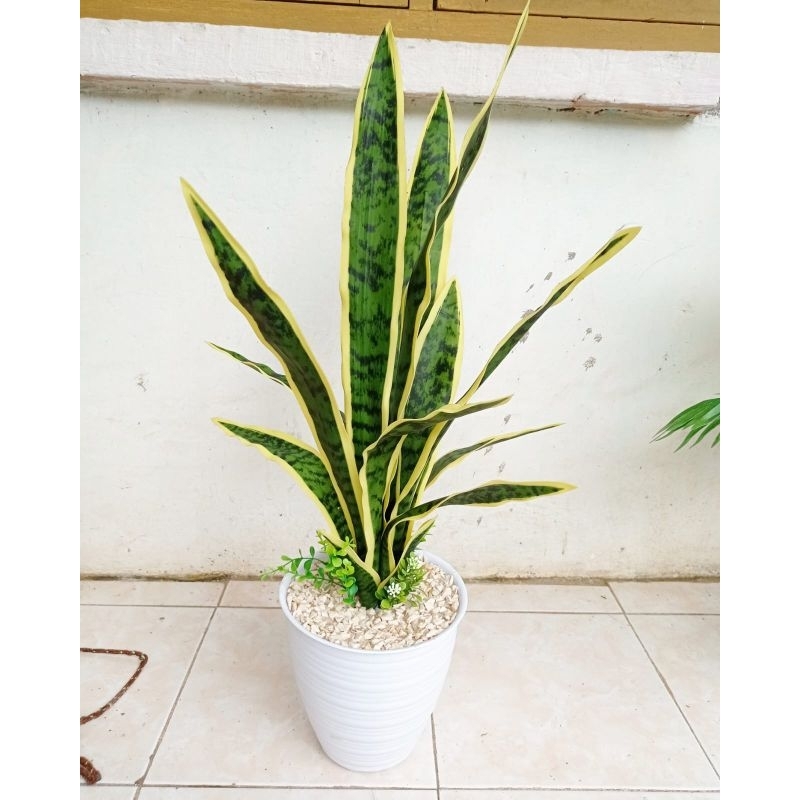 Bunga lidah mertua + pot