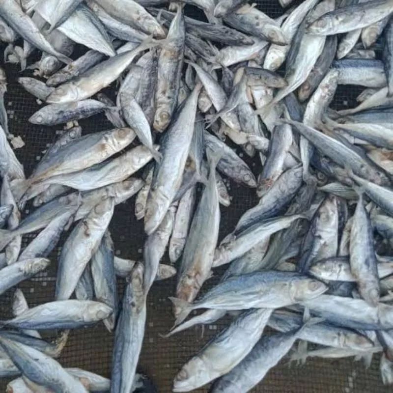 

IKAN ASIN REBUS LAYANG 500 GRAM