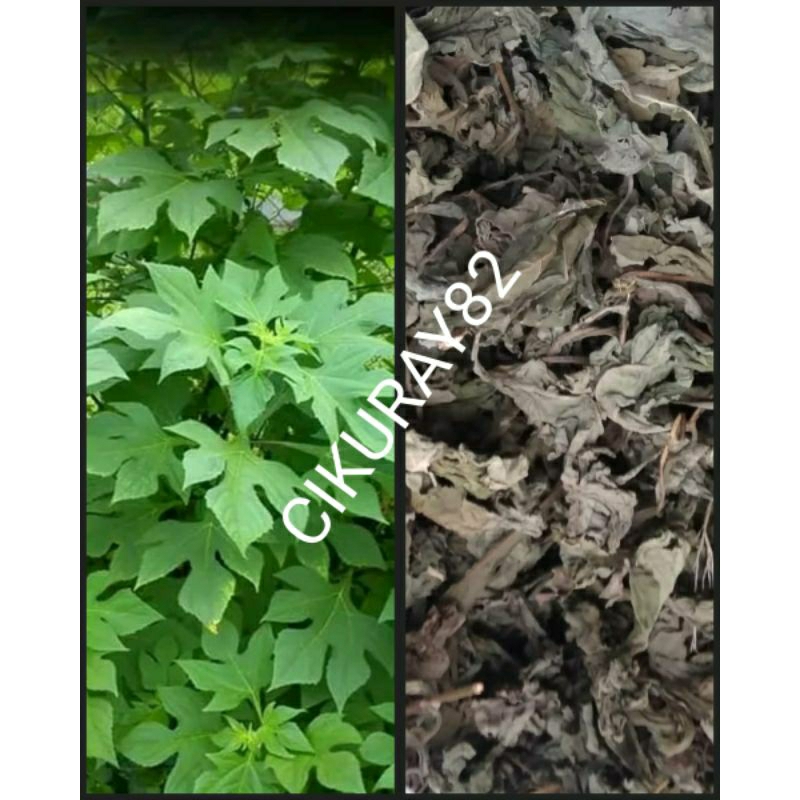 

Daun insulin kering 1kg