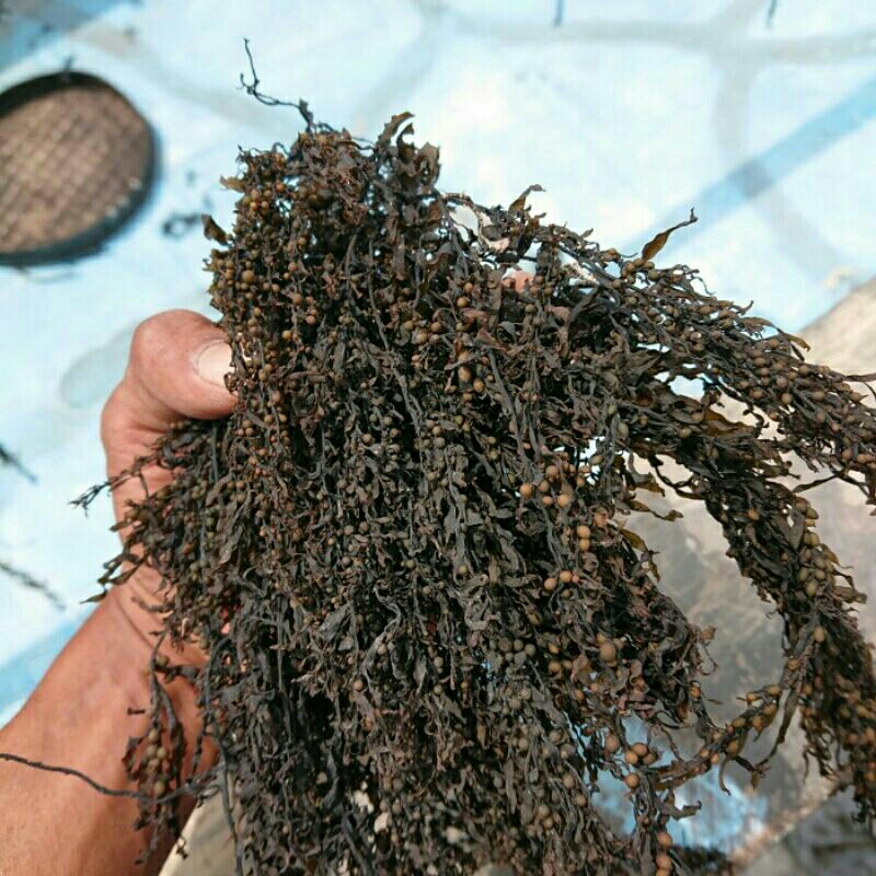 

Rumput laut sargassum Kering | alga coklat | 1kg