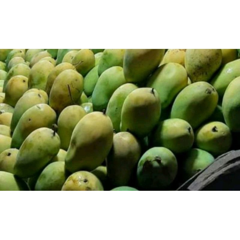 

Mangga Alpukat