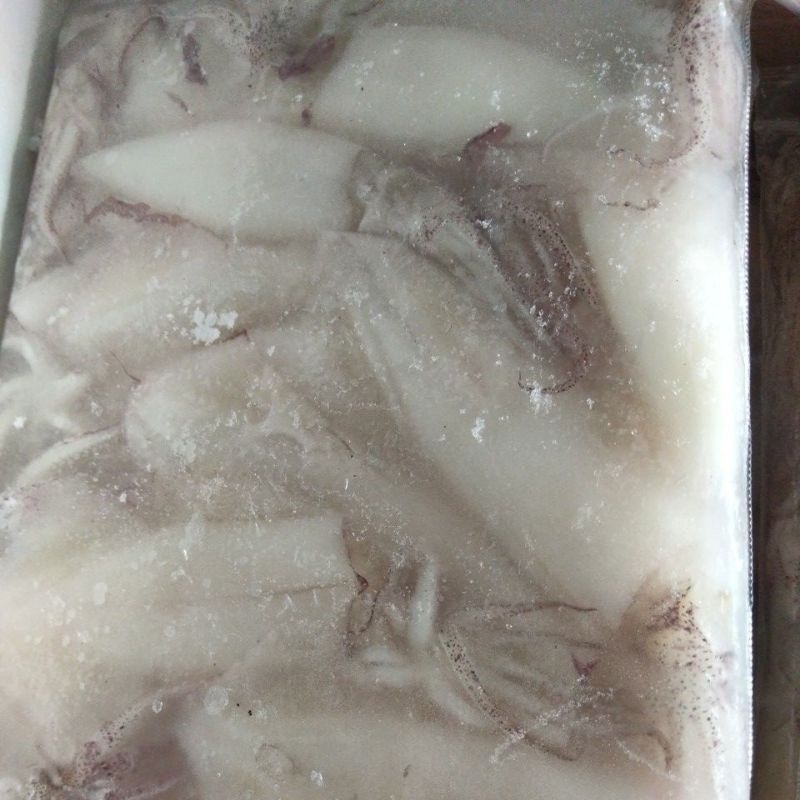 

Cumi Laut