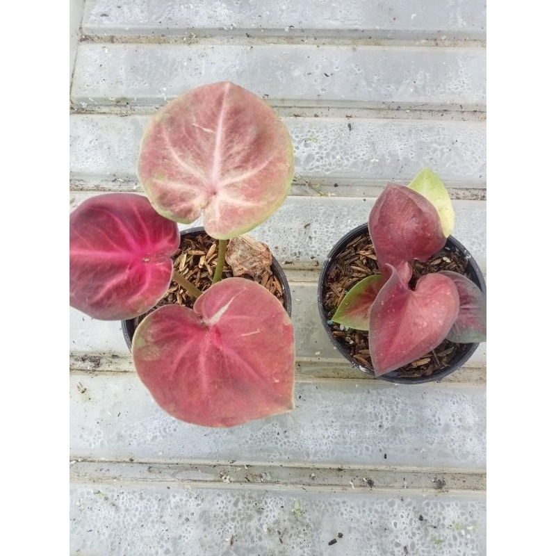 Packet Caladium Rajalaut dan Nogogeni