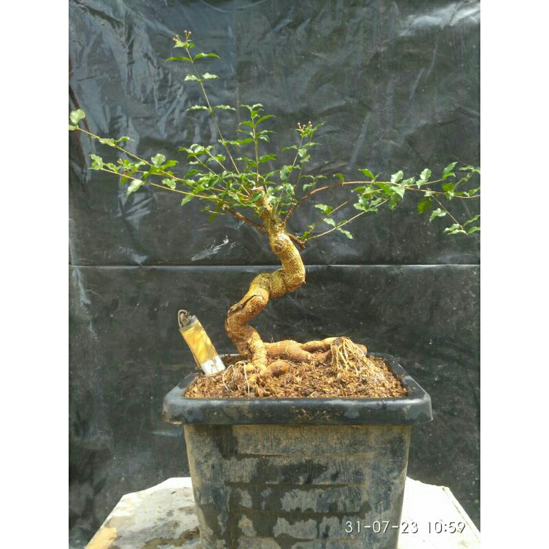 bonsai sakura mikro