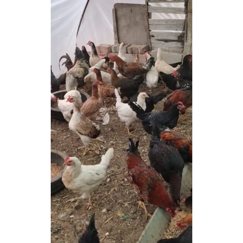 telur ayam kuntara 4. telur fertil untuk di tetaskan..