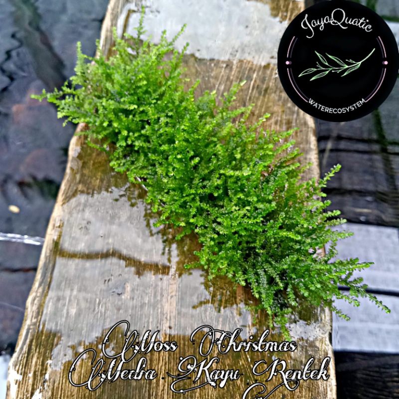 Moss Christmas/Xmas Media Kayu Rentek - Lumut/Moss Aquascape Aquarium Paludarium