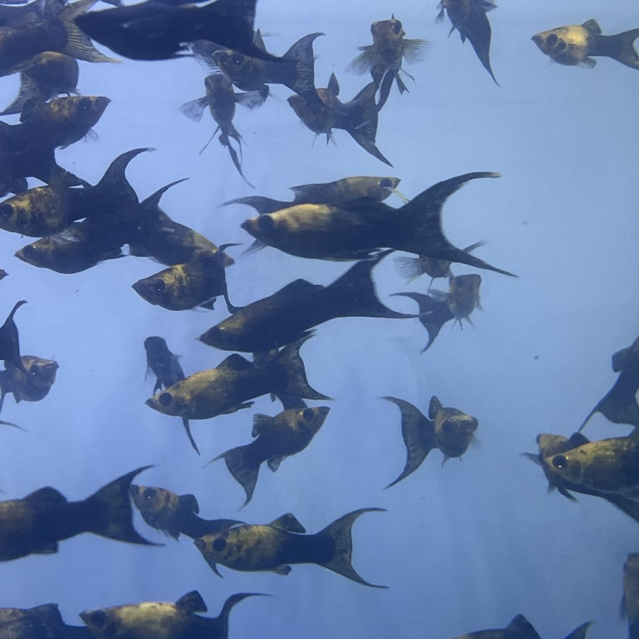Molly Golden Black Ikan Hias Moli KHUSUS GOJEK MEDAN