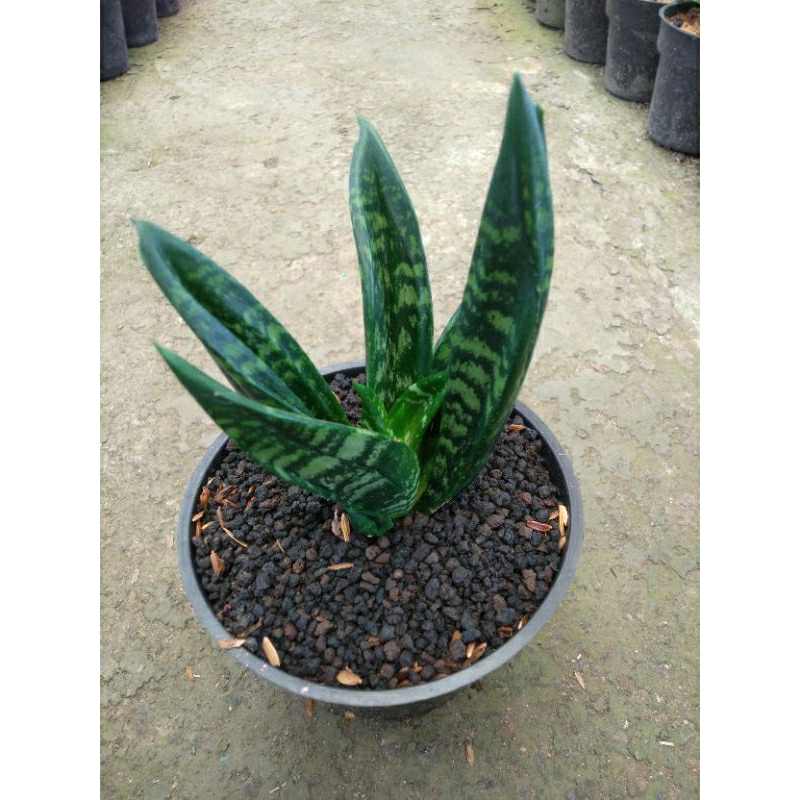 sansevieria hahnii gaster