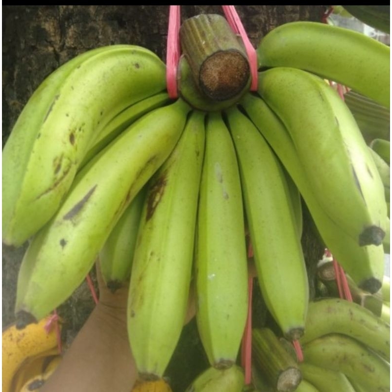 

Pisang Ambon, Pisang Hijau Fresh