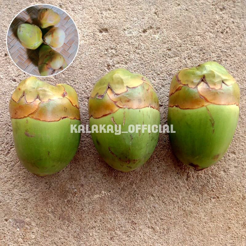 

Buruluk Kelapa 10 Pcs / Tembuluk Kelapa / Buah Kelapa Kecil Herbal per 10 Biji