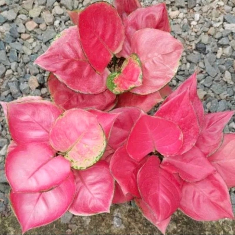 Aglonema Pink Katrina Mutasi Super Pink - tanaman hias hidup - bunga hidup - bunga aglonema - aglaonema merah - aglonema merah - aglonema murah - aglaonema murah - tanaman hias meja - aglonema red anjamani