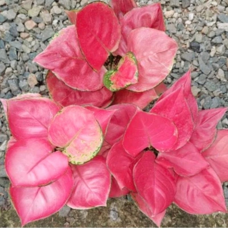 Aglonema Pink Katrina Mutasi Super Pink - tanaman hias hidup - bunga hidup - bunga aglonema - aglaon
