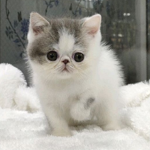 kitten exo peaknose  jantan non ped ( PO )