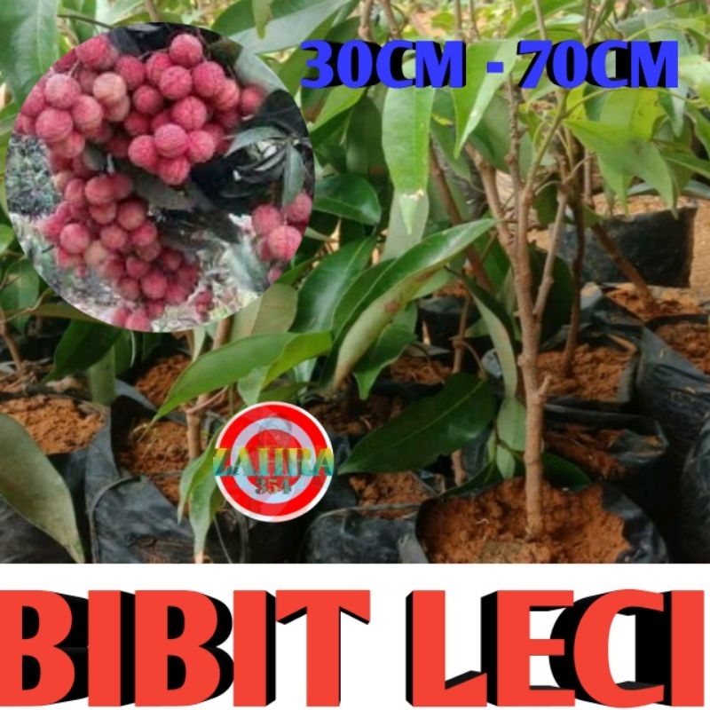 BIBIT BUAH LECI // BIBIT LECI 30CM