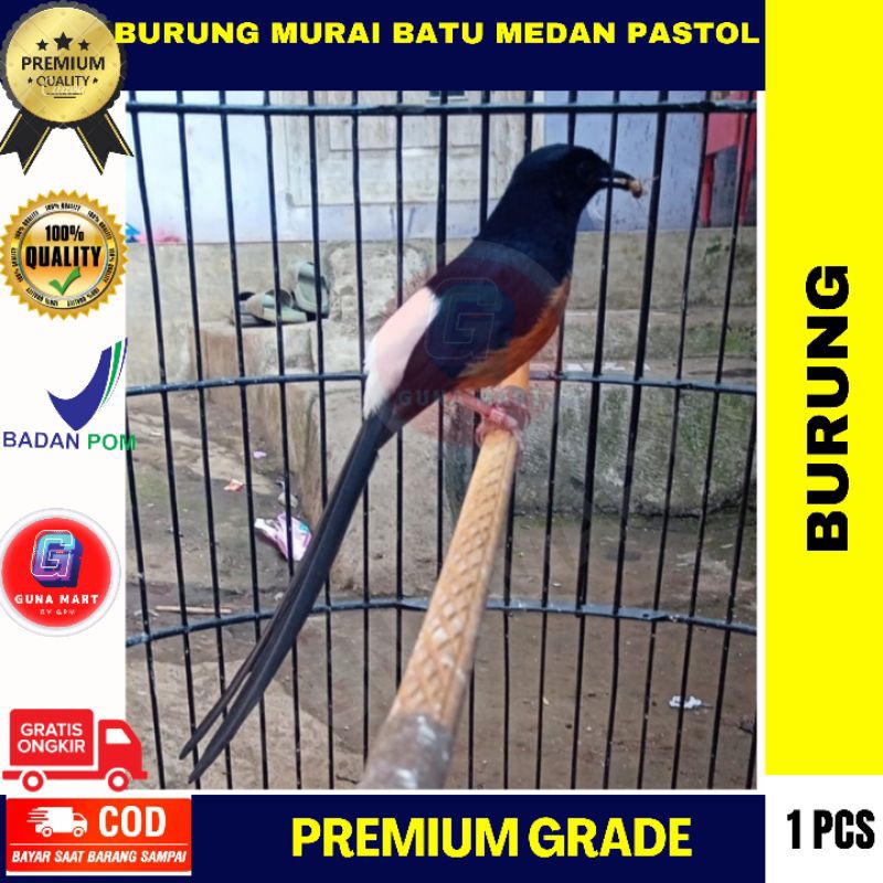 Burung Murai Batu Medan Pastol Jantan Gacor Ternakan Fighter Prospekan