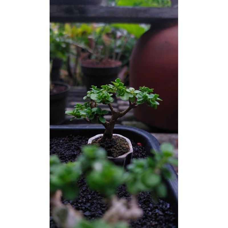 bonsai sancang shito