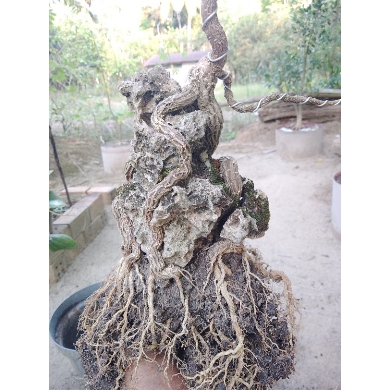 sakura mikro OTR/on the rock