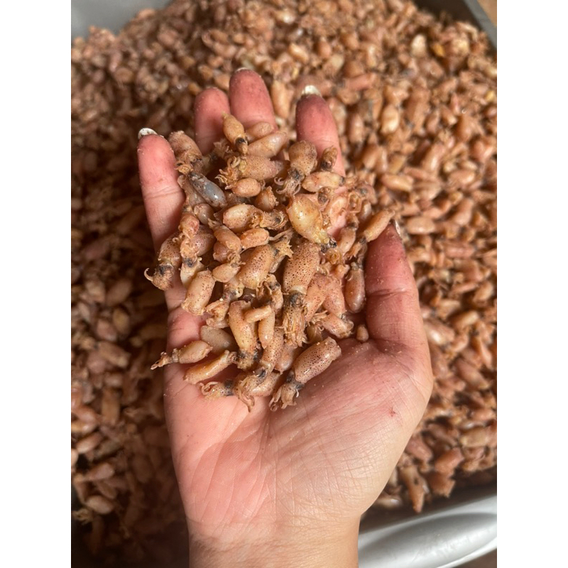 

Balita Cumi / Cumi Asin / Cumi Sedang Grade A+ 500 Gram