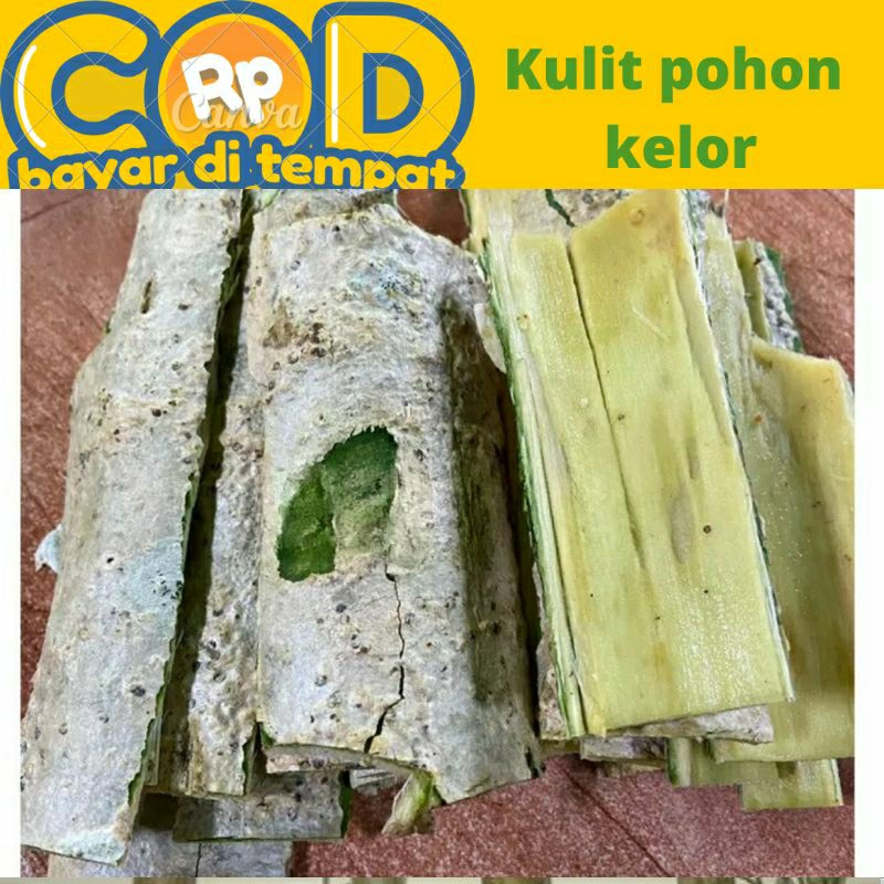 

kulit pohon kelor segar diambil saat di pesan 100 gram