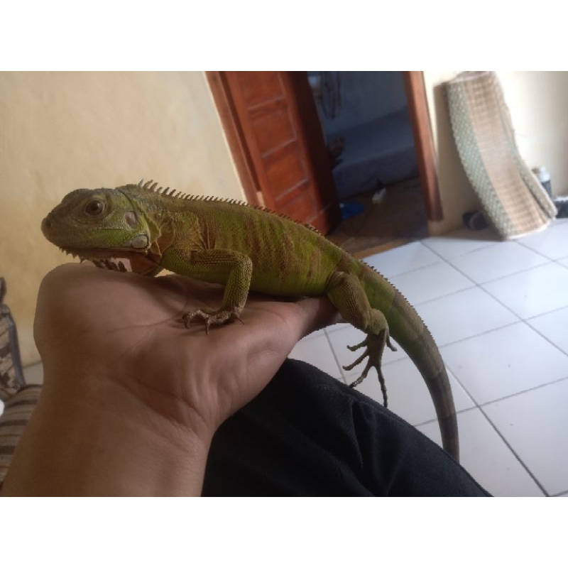 RED IGUANA HET ALBINO