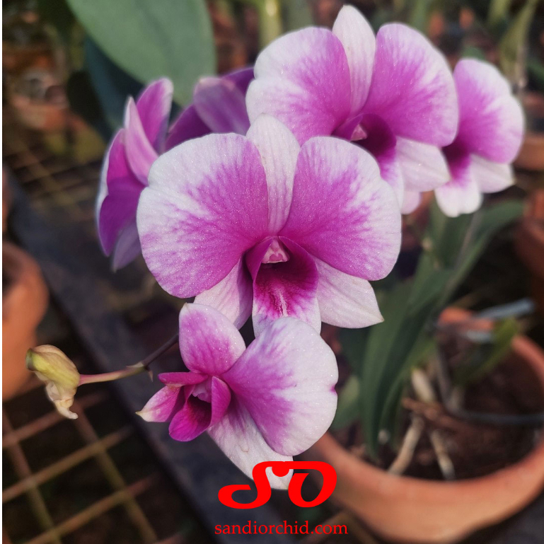 [ DEWASA ] DENDROBIUM YAYA VICTORIA: ANGGREK MINI FAVORIT YANG TAK KENAL MUSIM