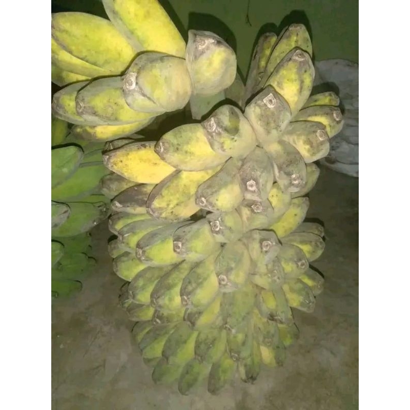 bibit pisang Kepok kuning
