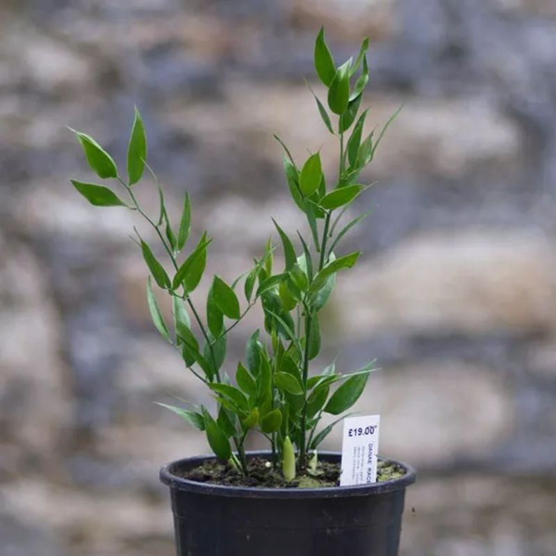 Bibit Tanaman Daun Ruskus