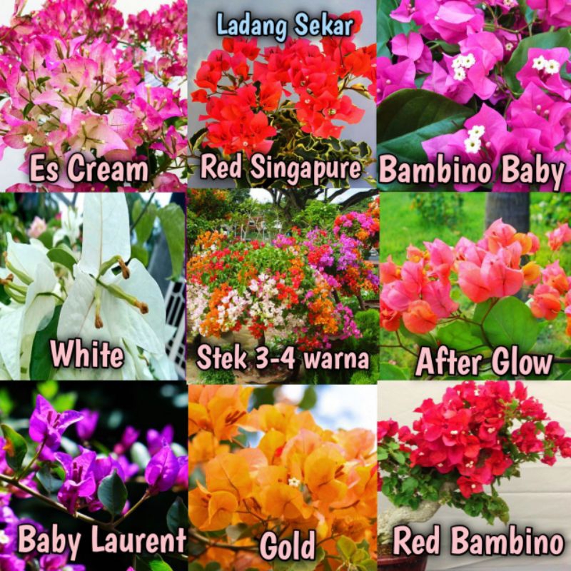 Bunga BOUGENVILLE Hidup / Bunga Kertas Bebas Pilih Jenis Warna