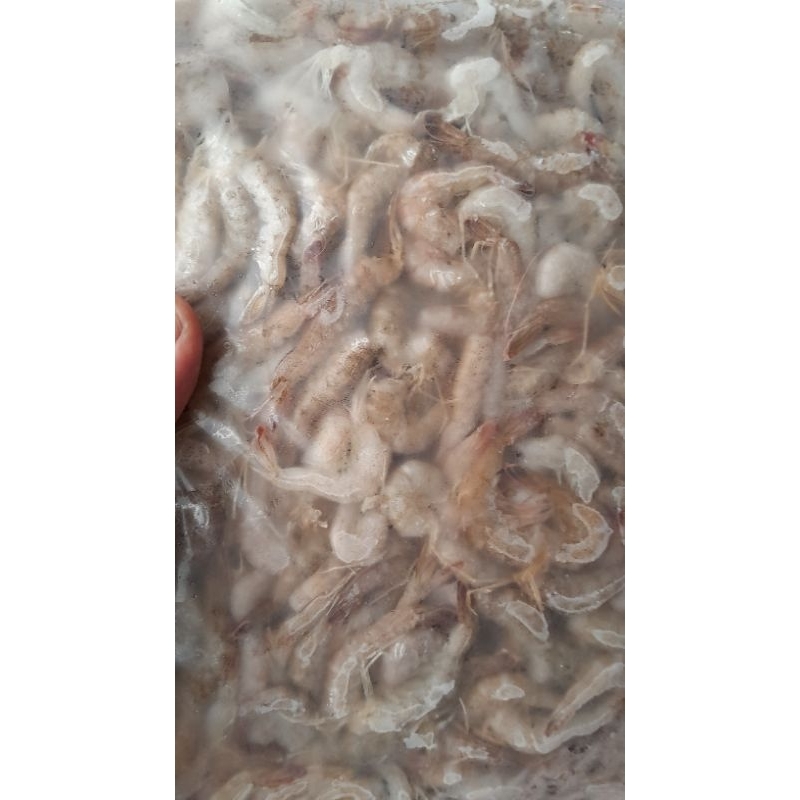 

udang api potong pala/udang api pakan arwana/predator