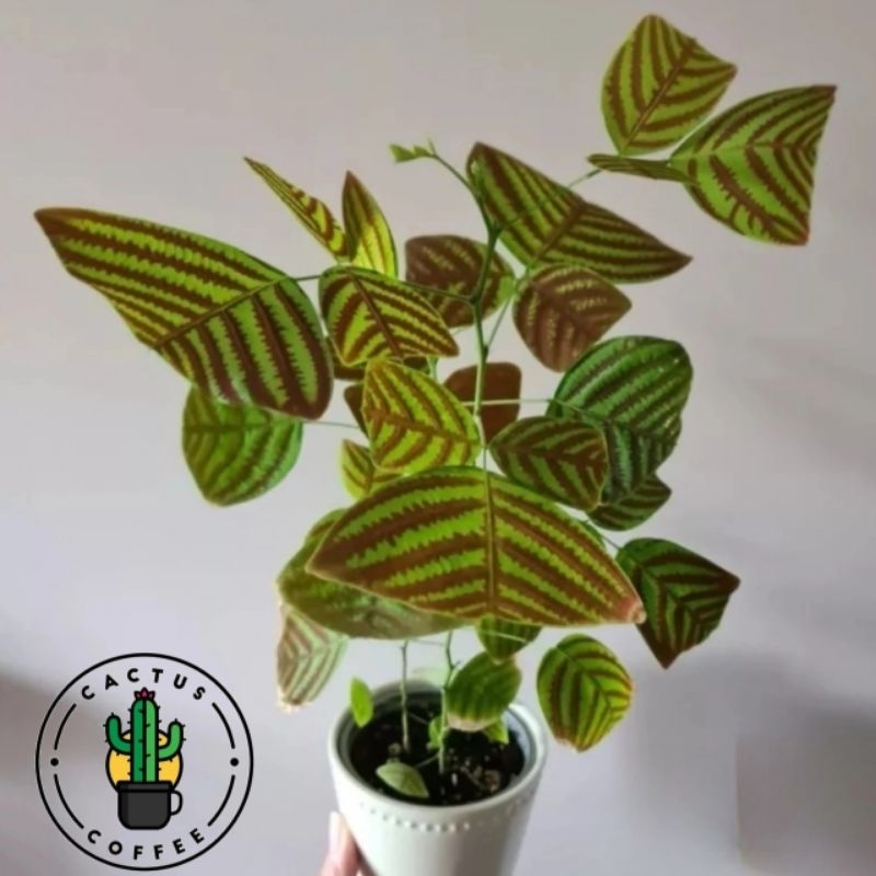 Tanaman hias oxalis kupu kupu batik - Kupu-kupu batik hijau -bunga kupu batik hijau